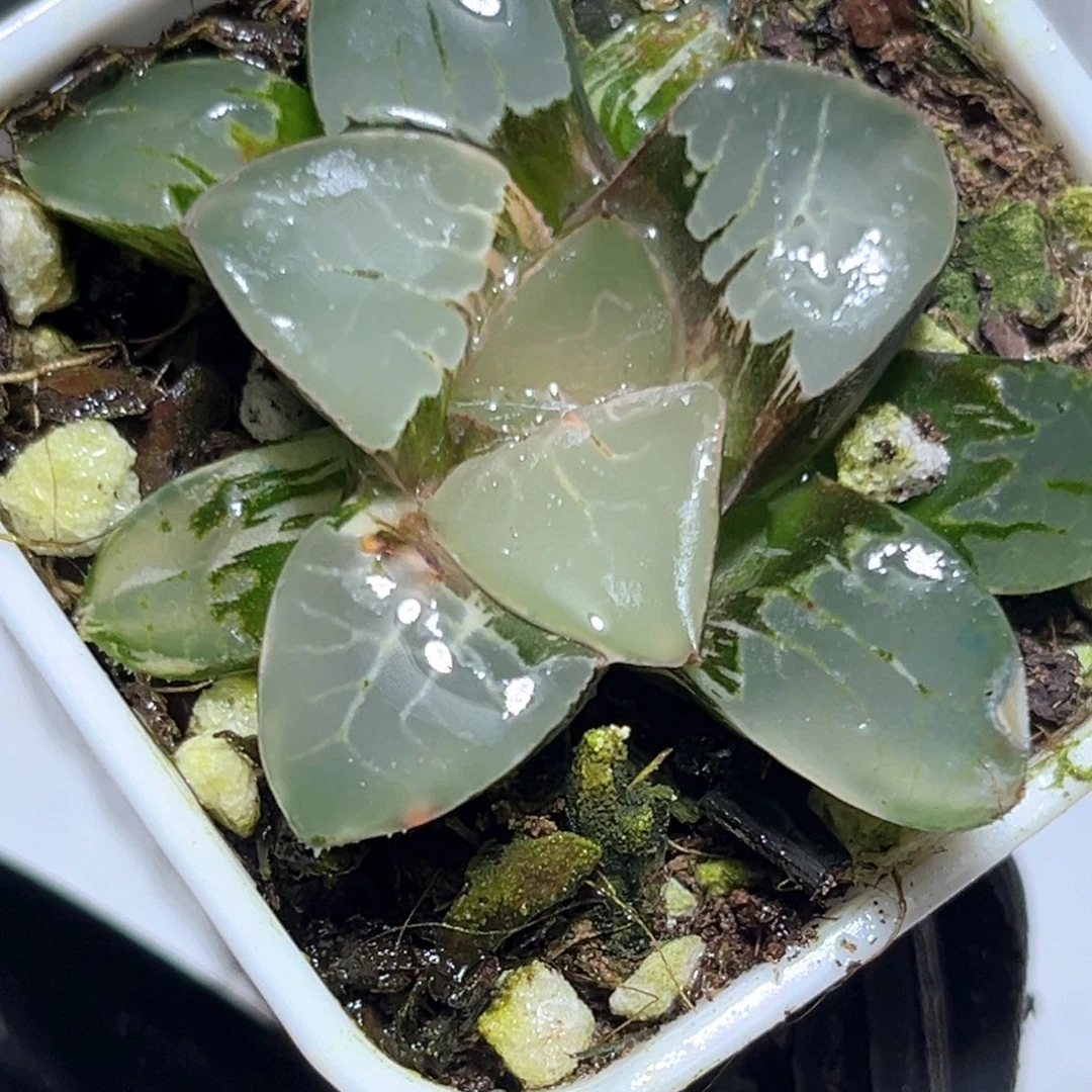 恭喜发财大吉大利1111