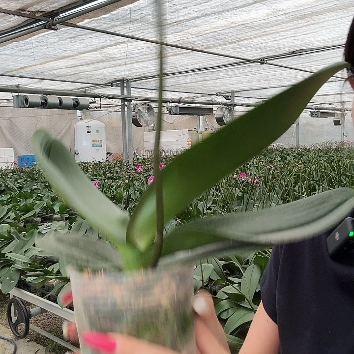 当前无花朵,栽培后可花朵大辣椒 没售后