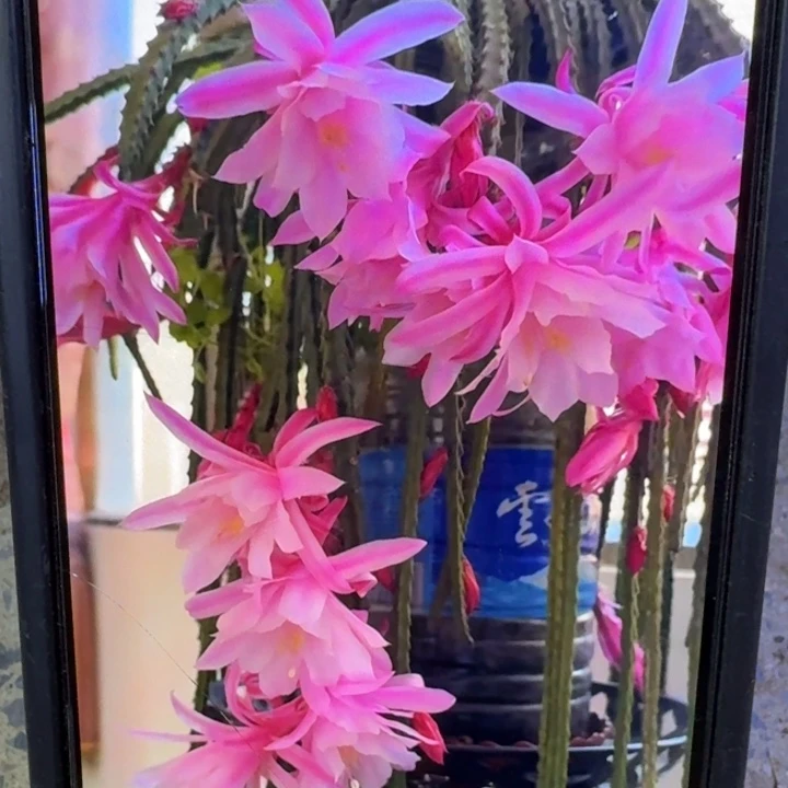 20令箭糖果8公分左右无根侧牙， 20包邮