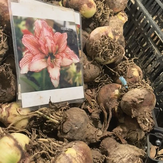 当前无花栽培后可以开花倾城之恋6厘米裸根球