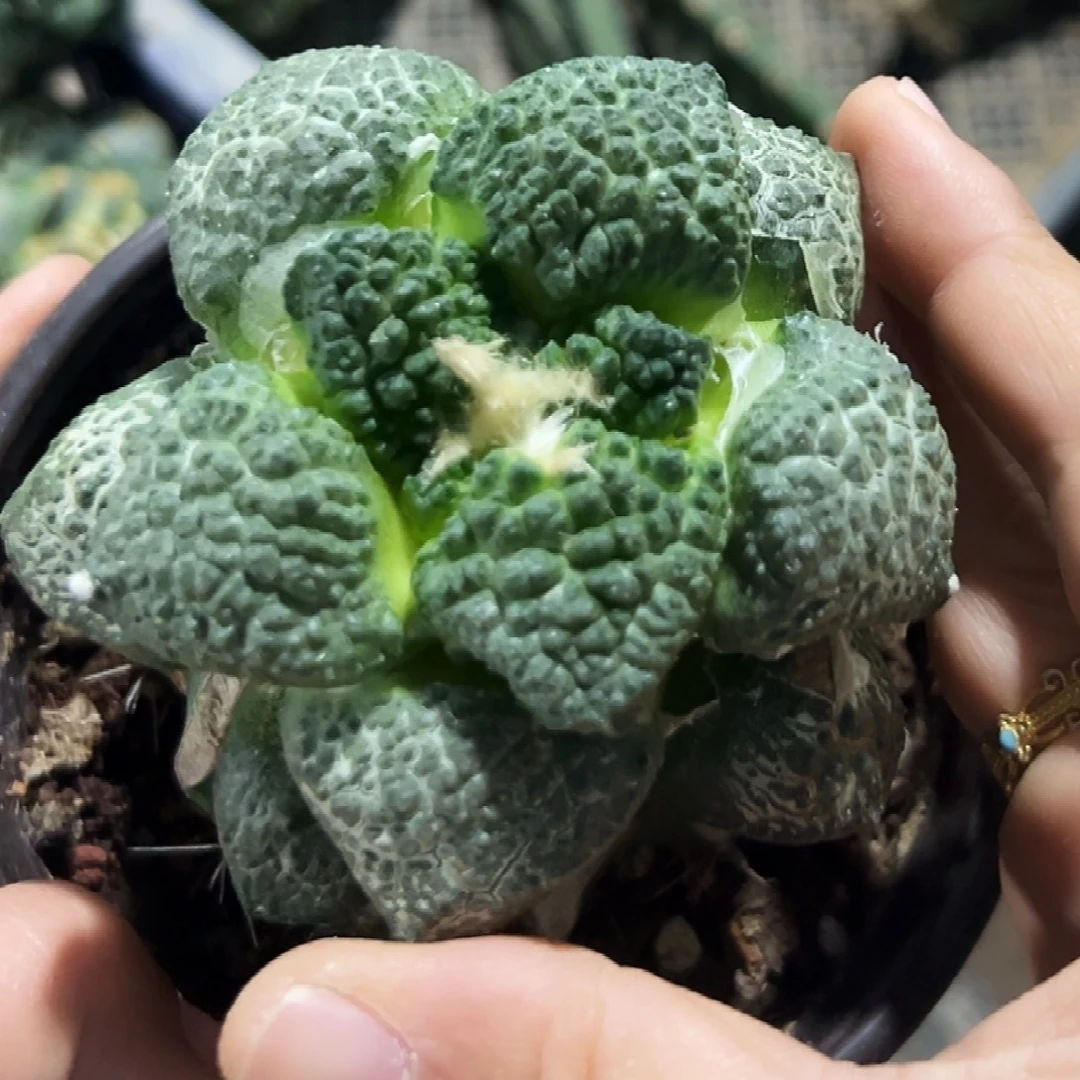 无花朵福利龟甲连山牡丹043