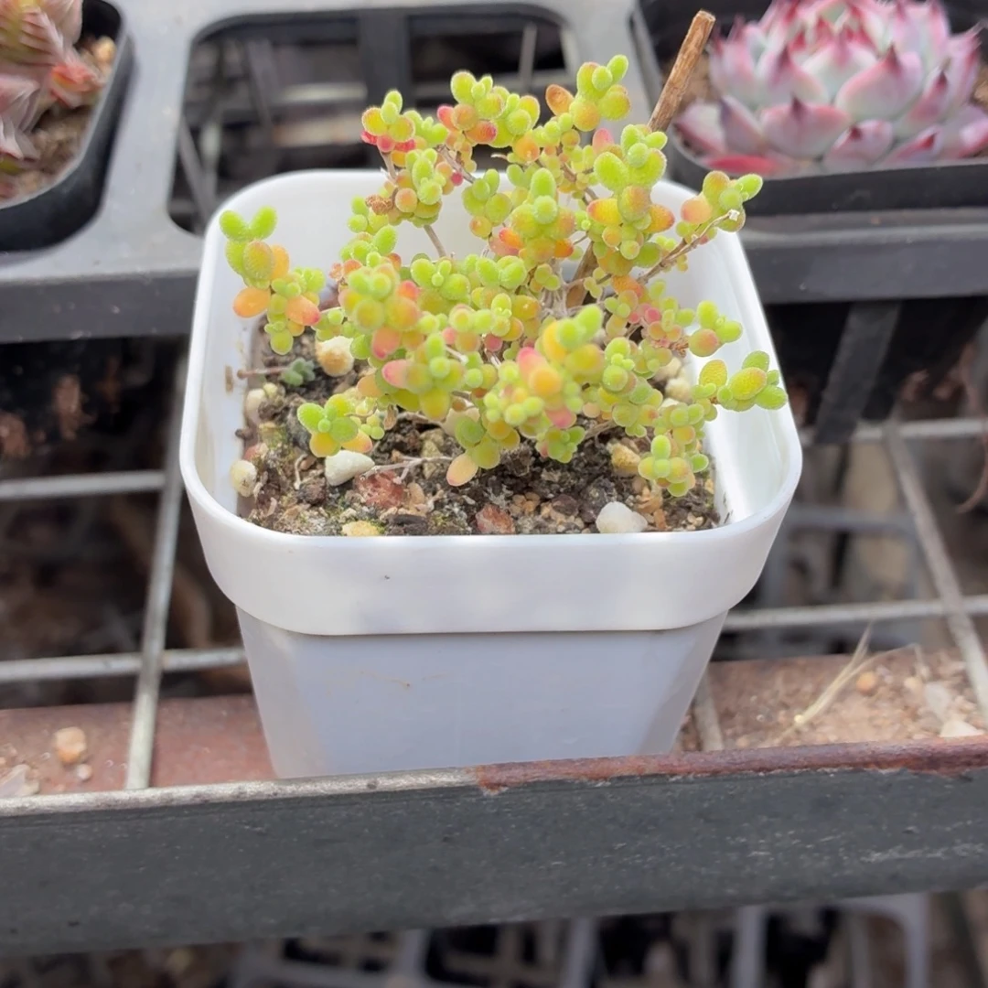 金桔糖球多肉9.9包邮发货