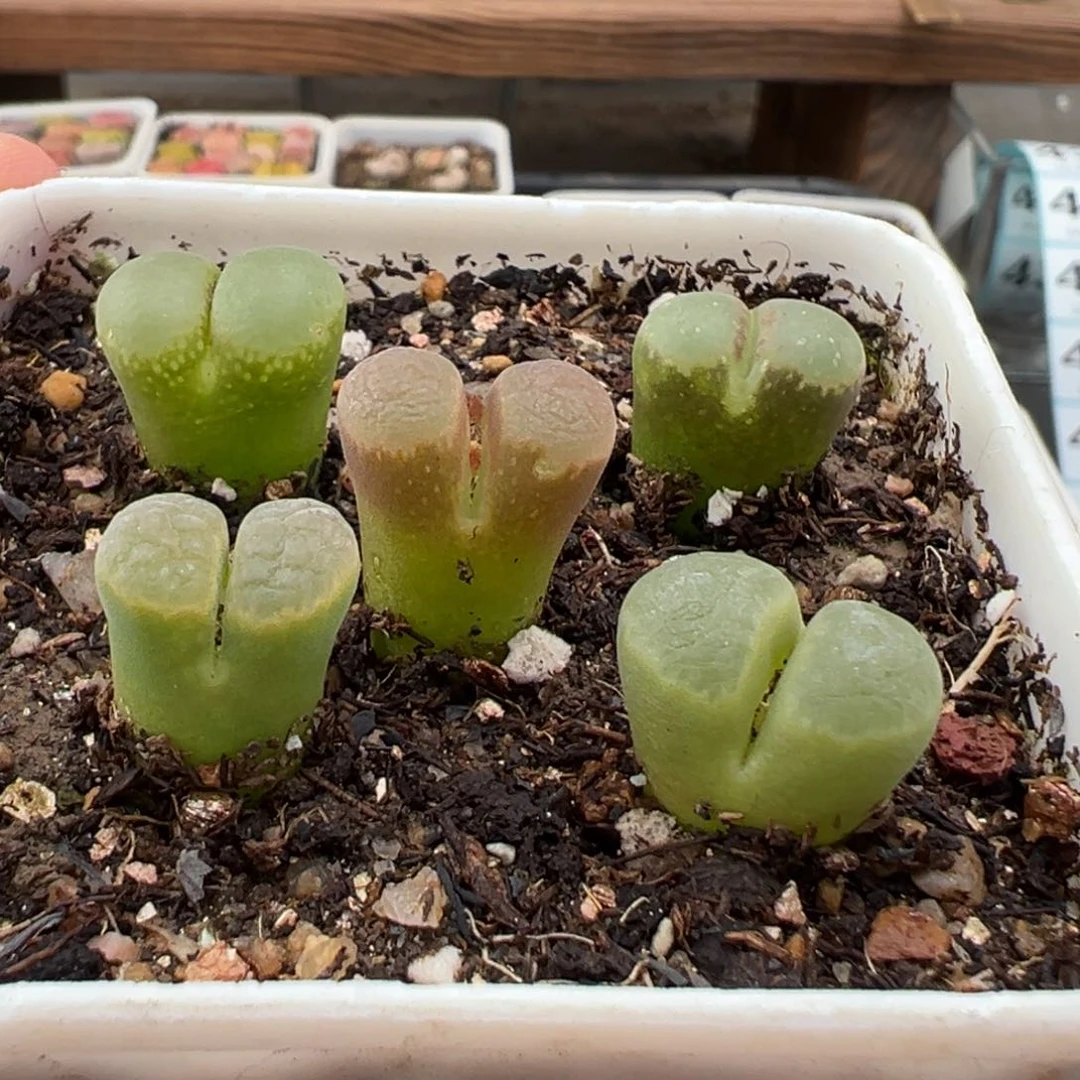 2.19好看的多肉416