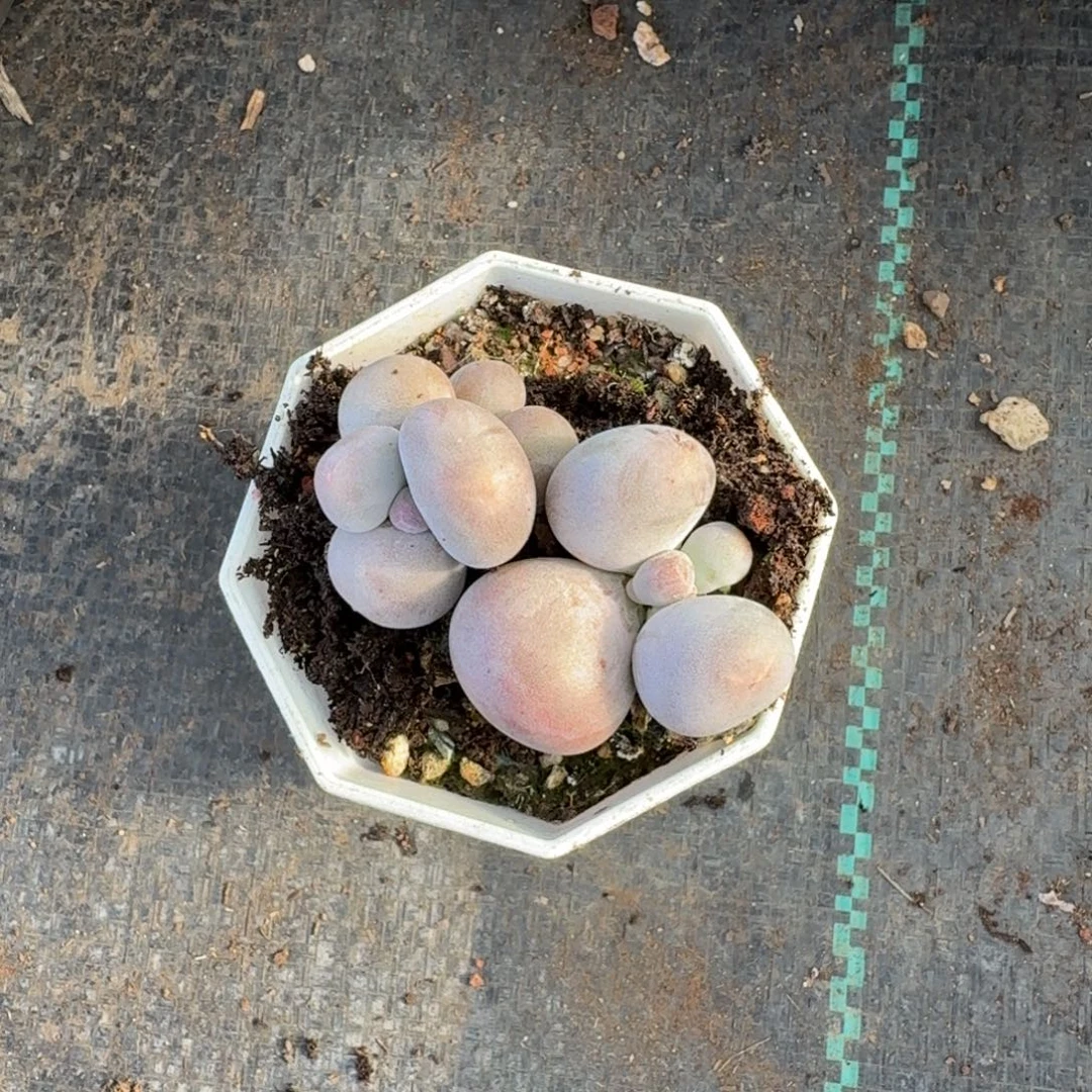 半****多肉漂亮不退不换