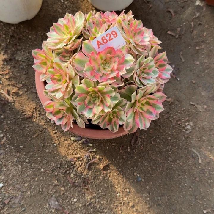 ****荔枝629多肉植物冠服23