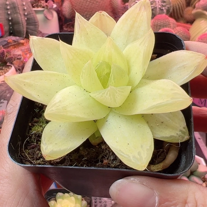 好喜欢好可爱哦宝宝抱