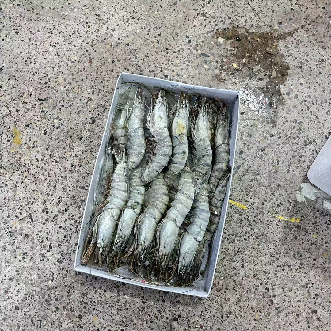 （翔）黑虎虾斑节对虾