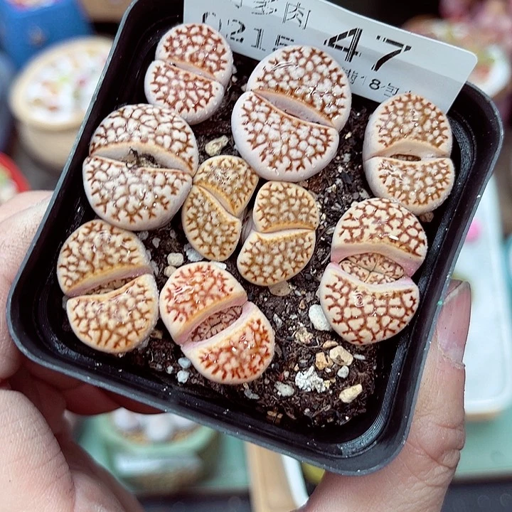 郎哥多肉生石花15-47