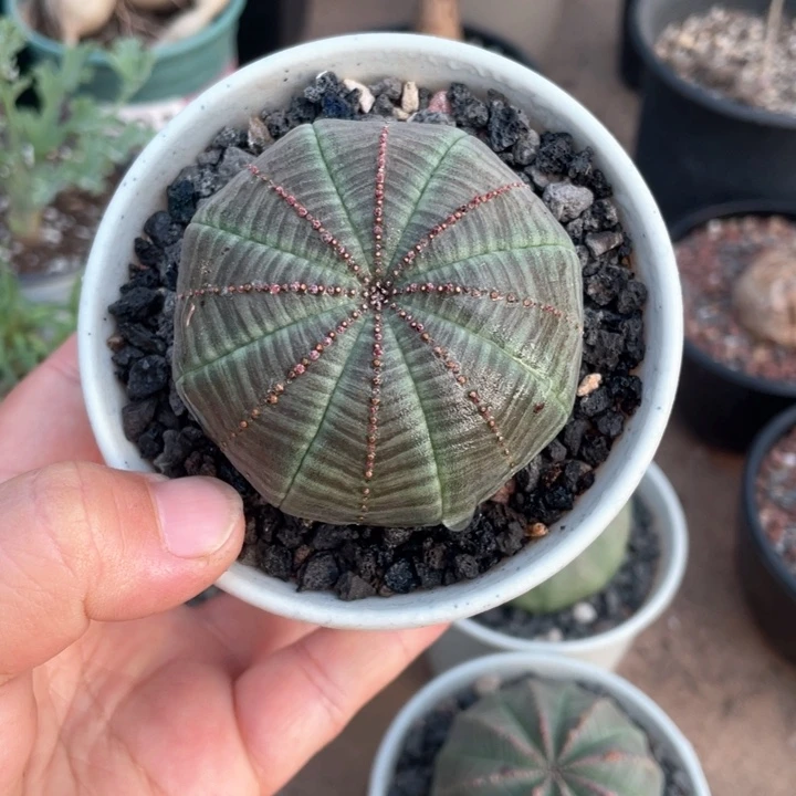 ?****?326实生大单头欧布