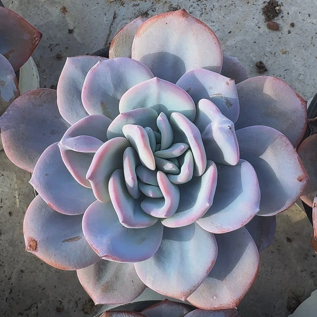 奶茶 单头 1分3 一物一拍