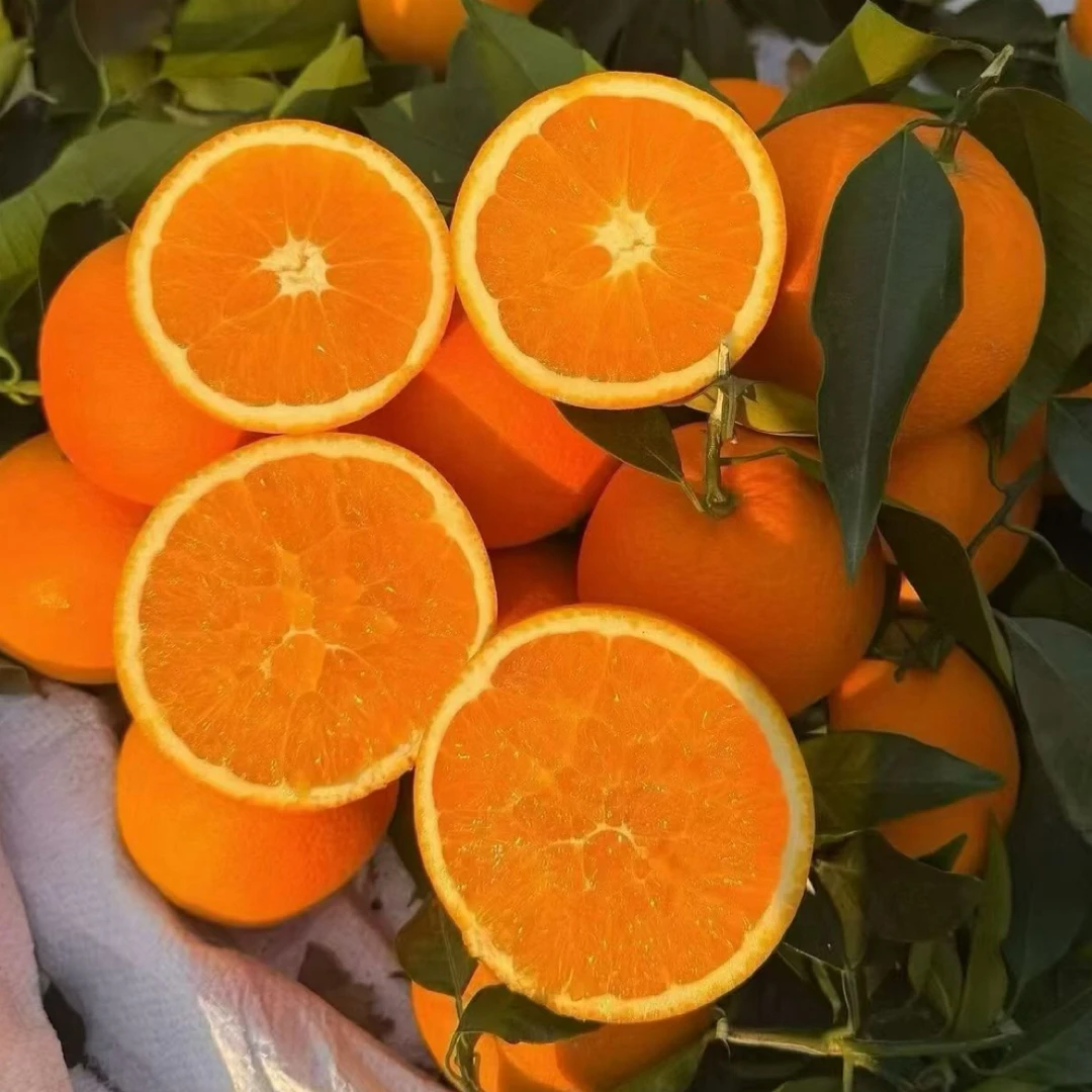正宗四川大凉山雷波脐橙自家果园现摘现发