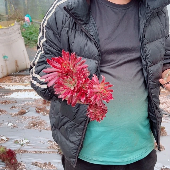 小颗朱雀多肉法师