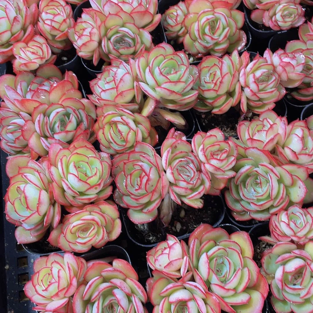 量拍150号 牡丹亭群生一个