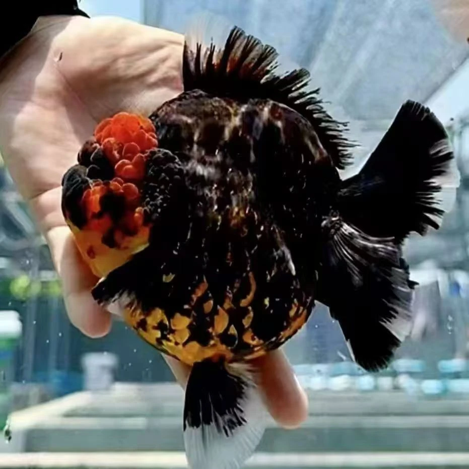 皮特精品泰狮、兰寿金鱼