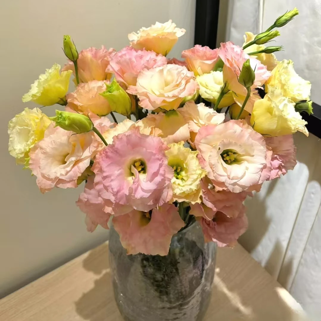 1大扎香槟色洋桔梗600g好养云南鲜花家庭客厅水培花瓶插花鲜切花