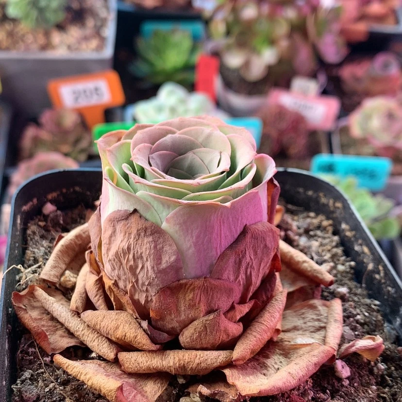 【闪购商品】福利013