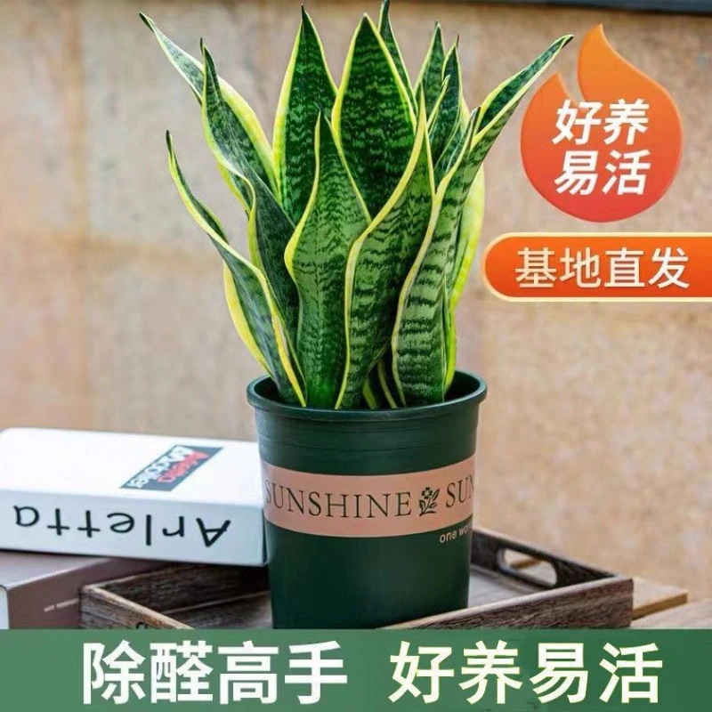 金边虎皮兰盆栽室内绿植净化空气吸甲醛适合客厅办公室
