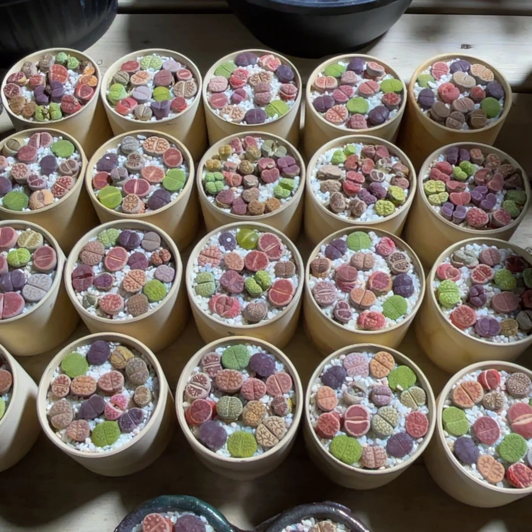 生石花带盆可挑 一物一拍不支持退换