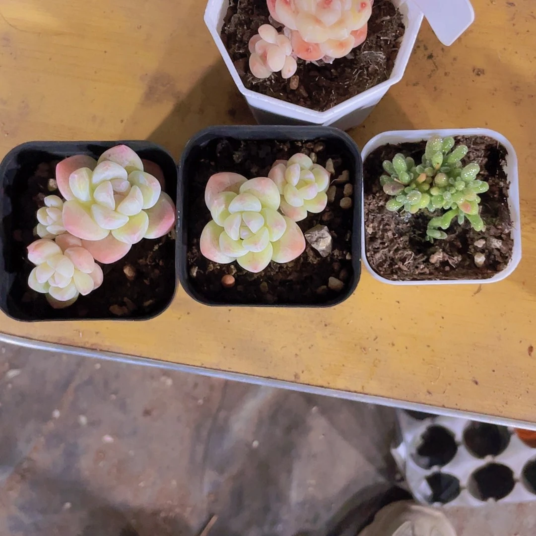 打****?打小不爱说话一物一拍