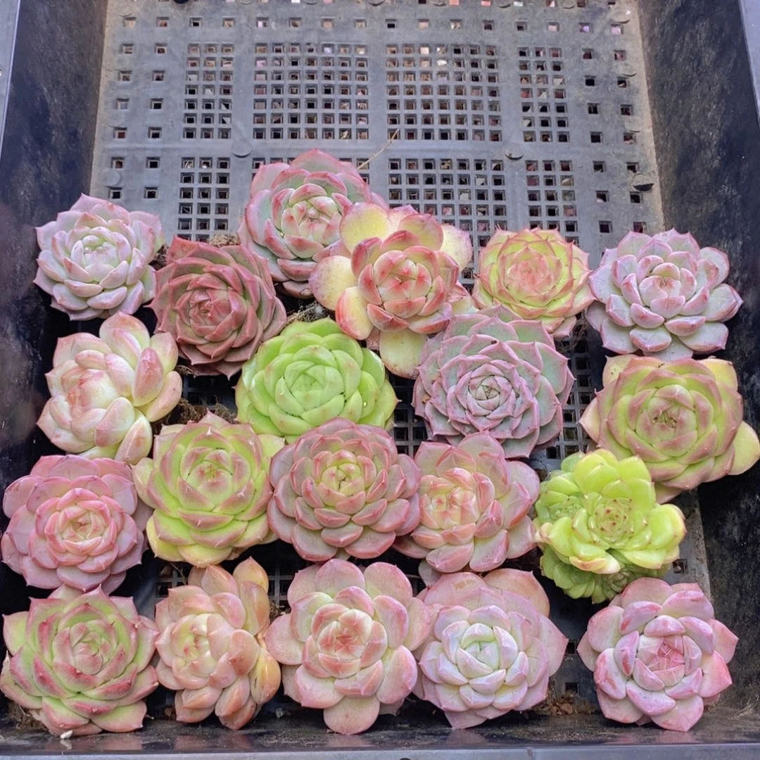 保底20颗。  01。  4厘米起发