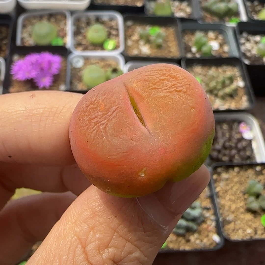2.4（多肉植物的140