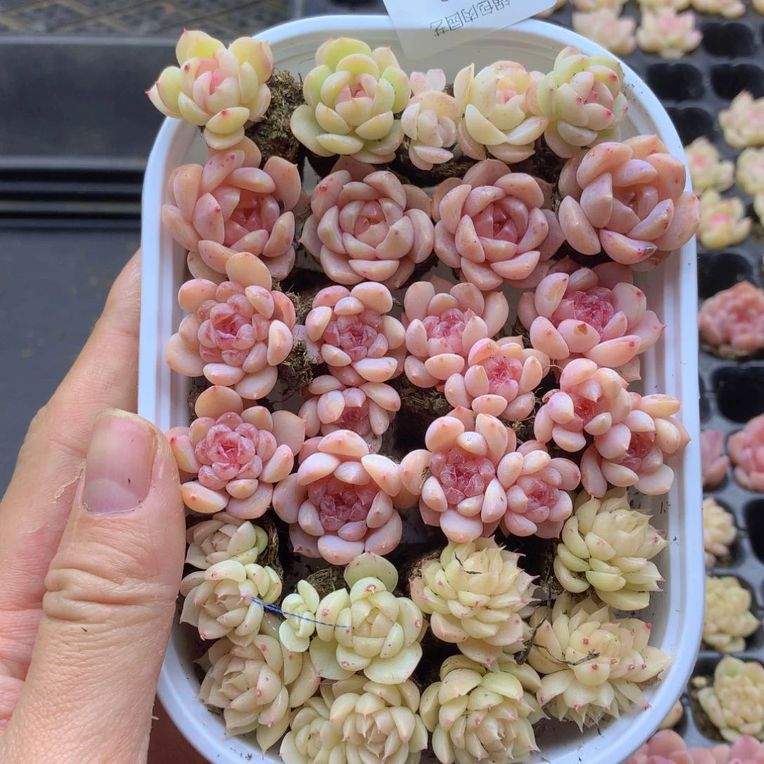 反反复复还是很开心019