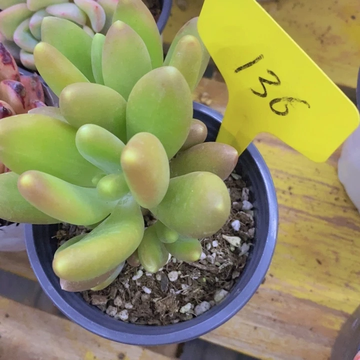 荷*妞多肉植物，开心多肉