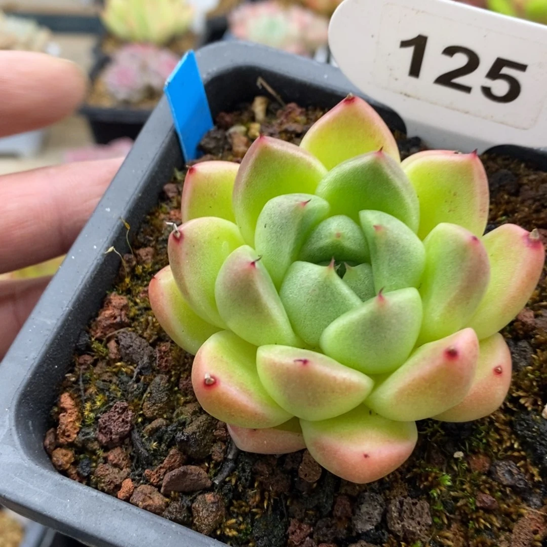 125东云个体，4546466494