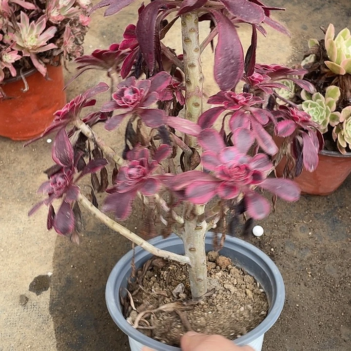 965香奈儿多肉植物法师