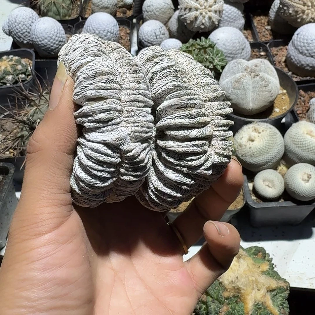爱***秋恩泽鸾凤玉仙人球