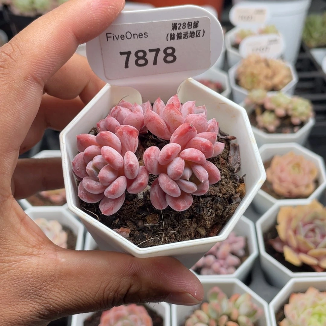 7878水晶琥珀5.0厘米