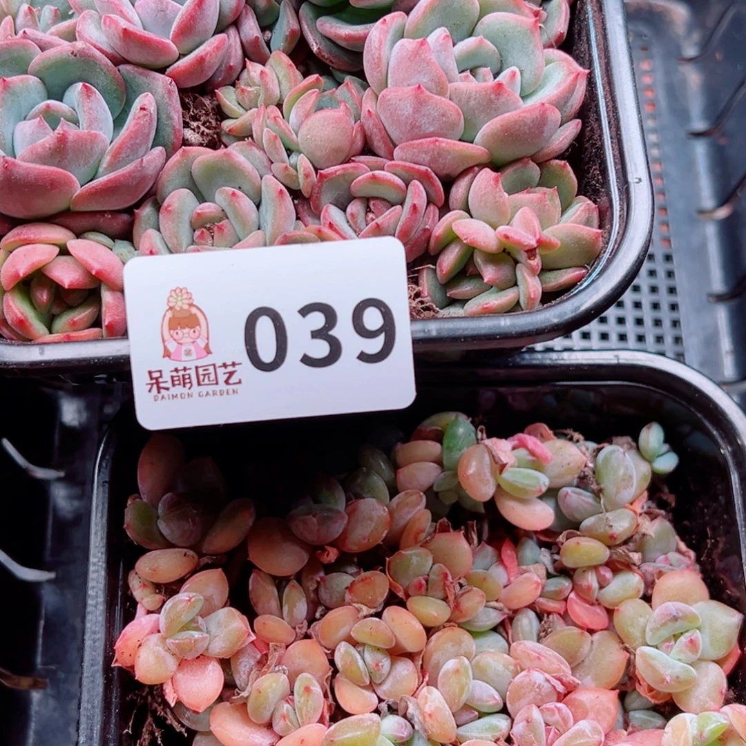 多肉植物多肉植物