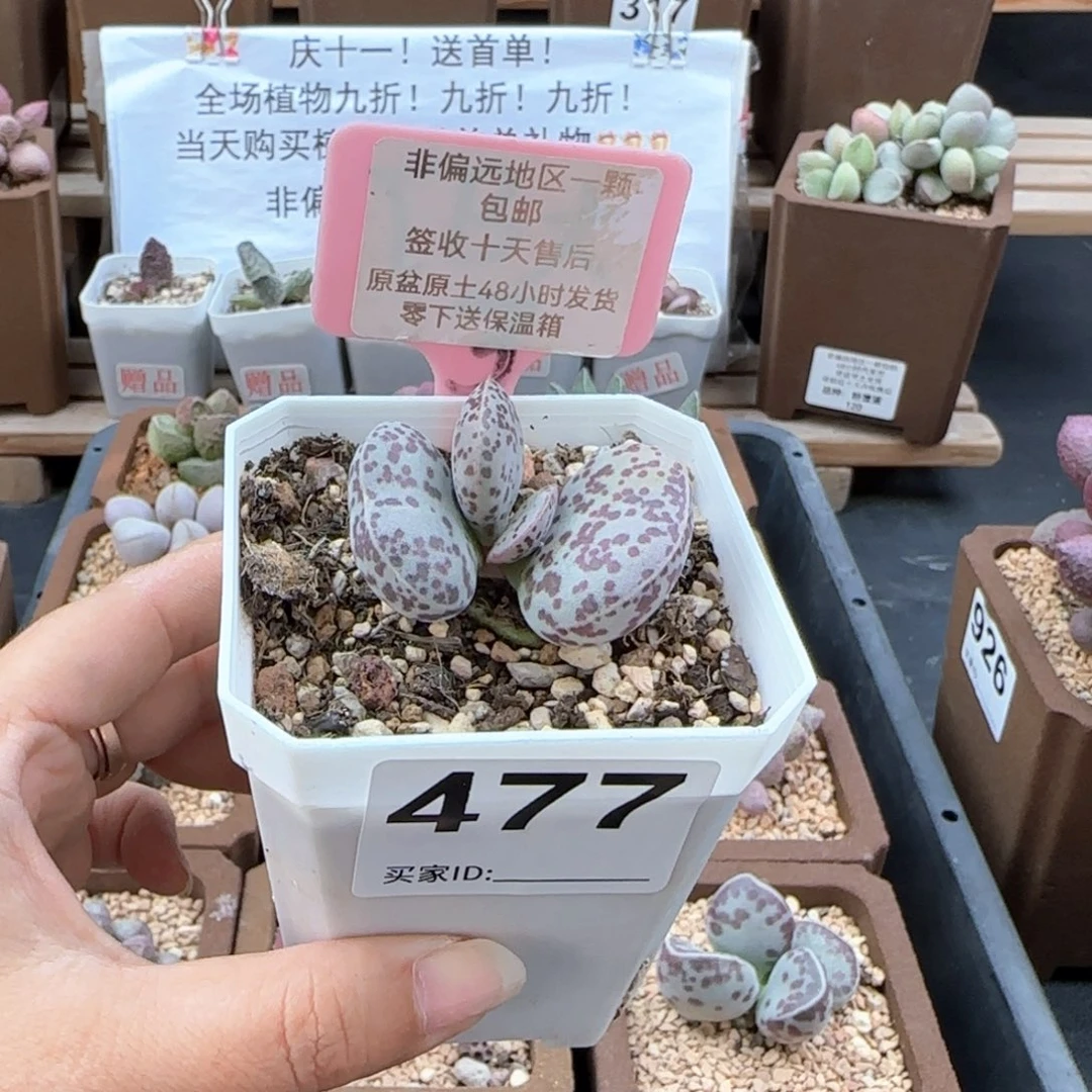 477花旦多肉植物