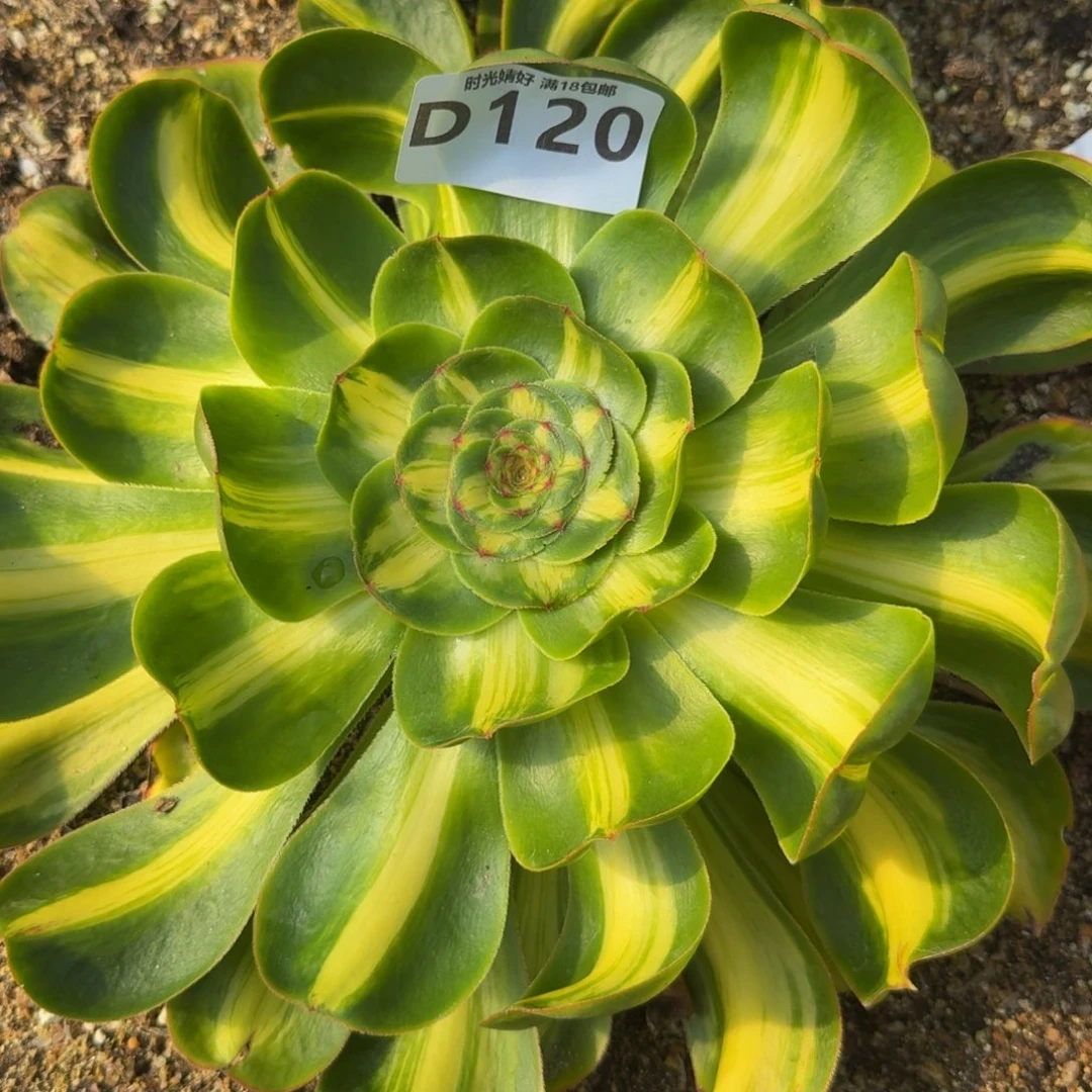 120暴君。 多肉植物