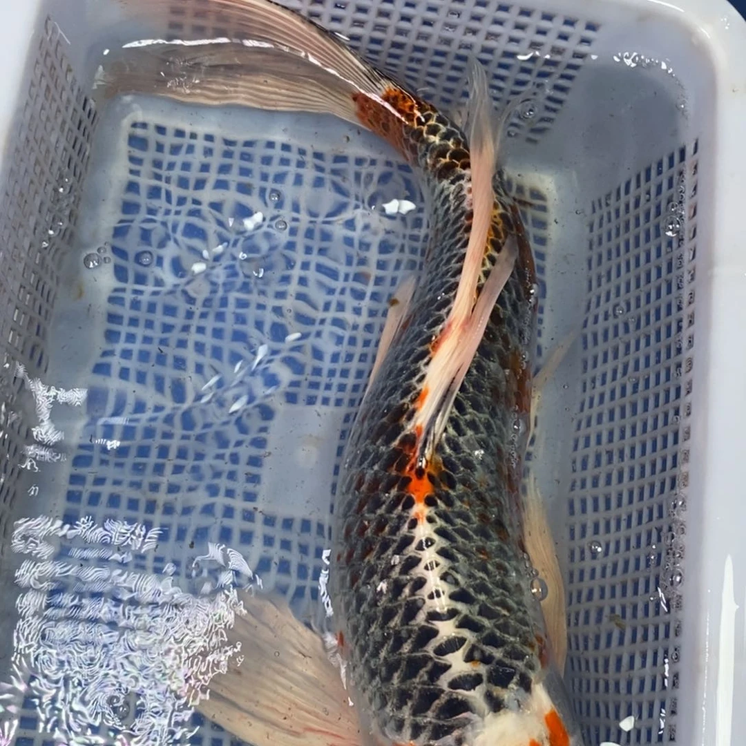 锦鲤冷水锦鲤包邮