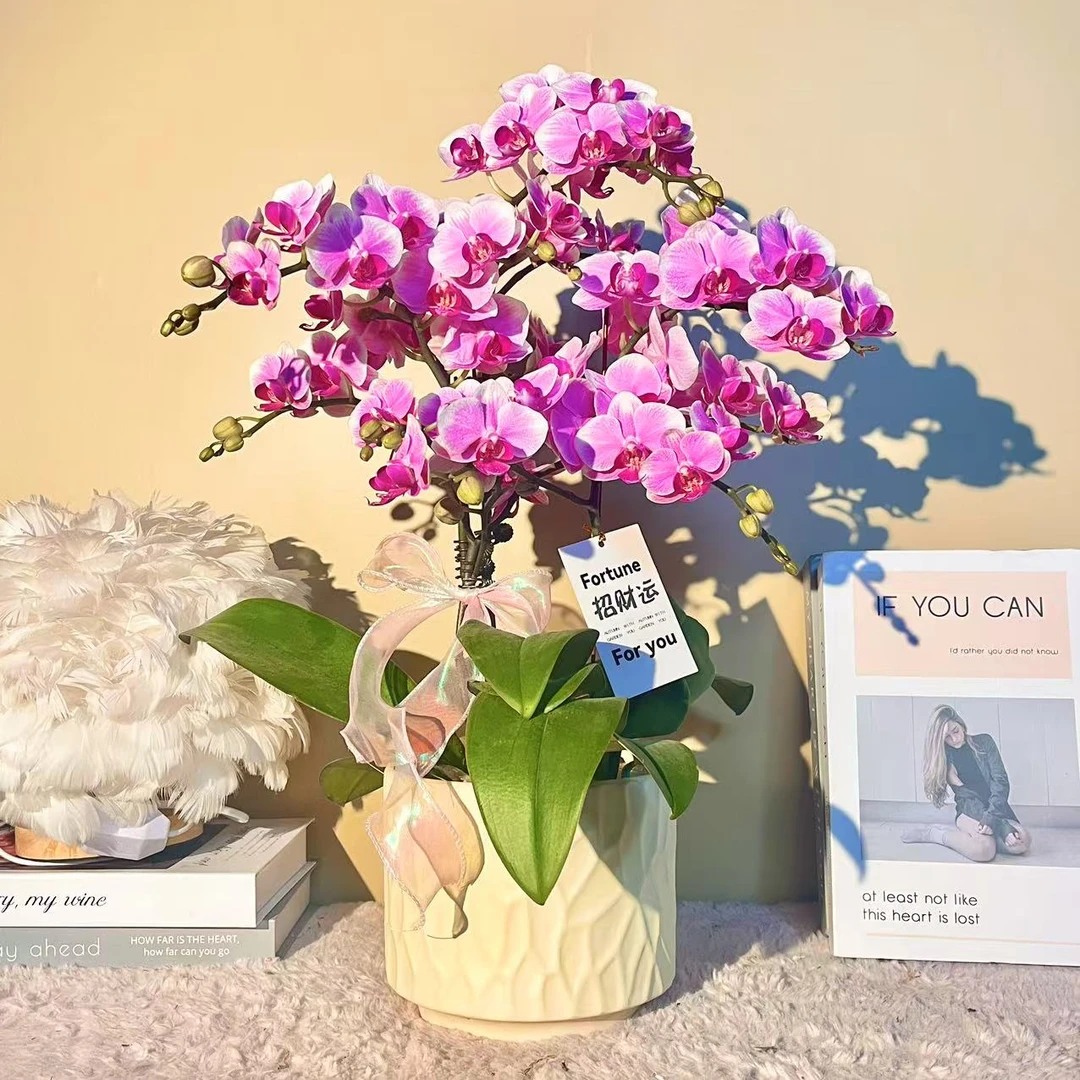 花掌柜  小彩虹  精品蝴蝶兰 粉色花型 室内精品观赏 真花