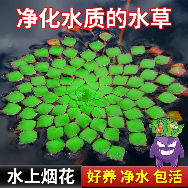 浮萍水草鱼缸造景水培植物水上烟花一叶莲水葫芦古法养鱼净化水质