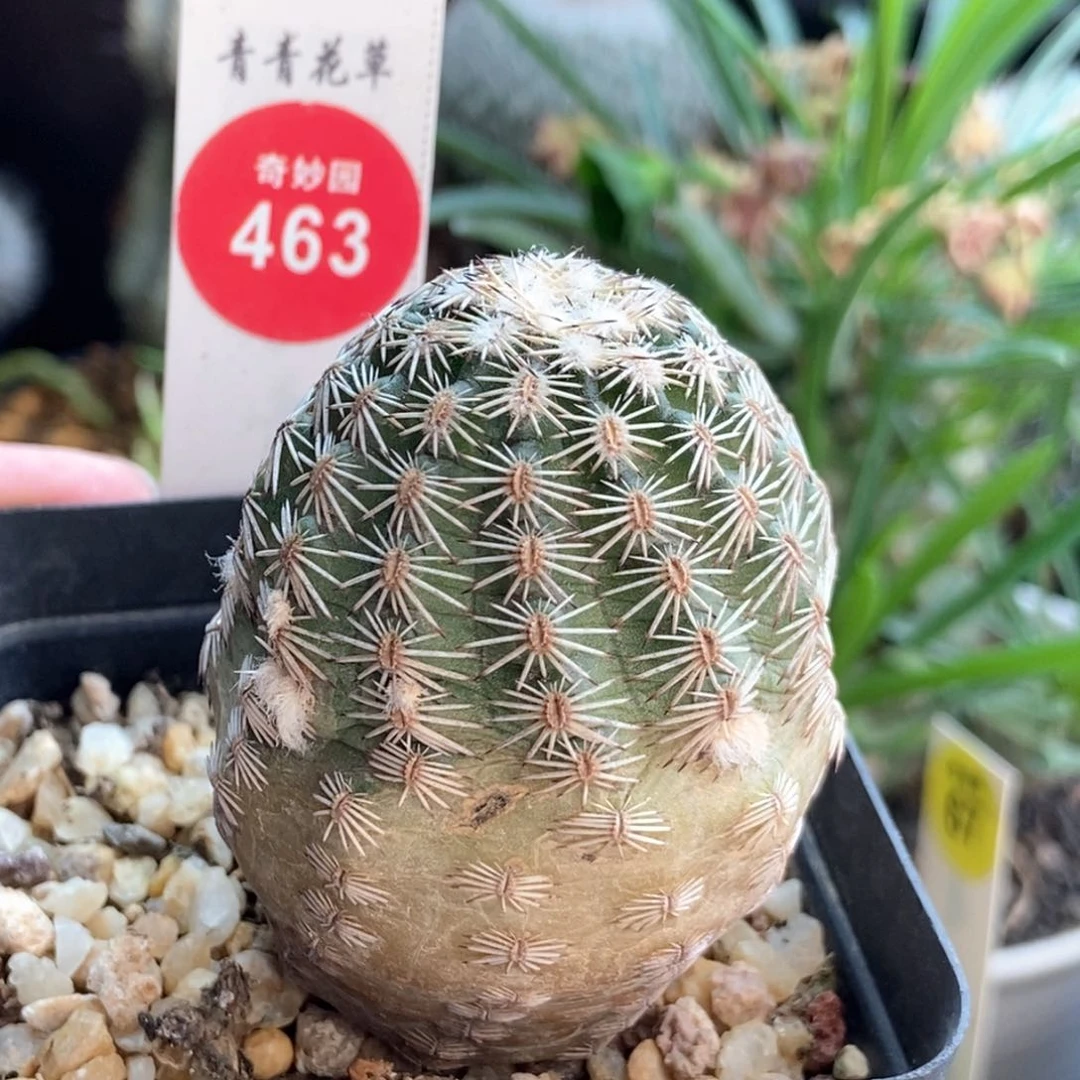 实生紫红玉虾4.4cm