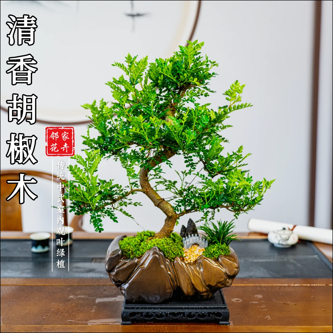 老桩造型胡椒木盆景室内好养盆栽绿植美观茶室客厅阳台