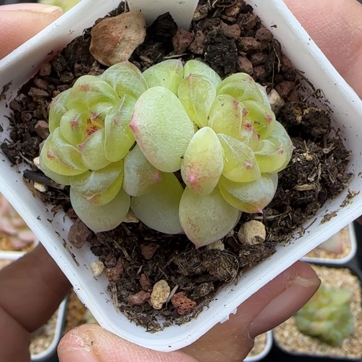 407号相柳晗雨多肉