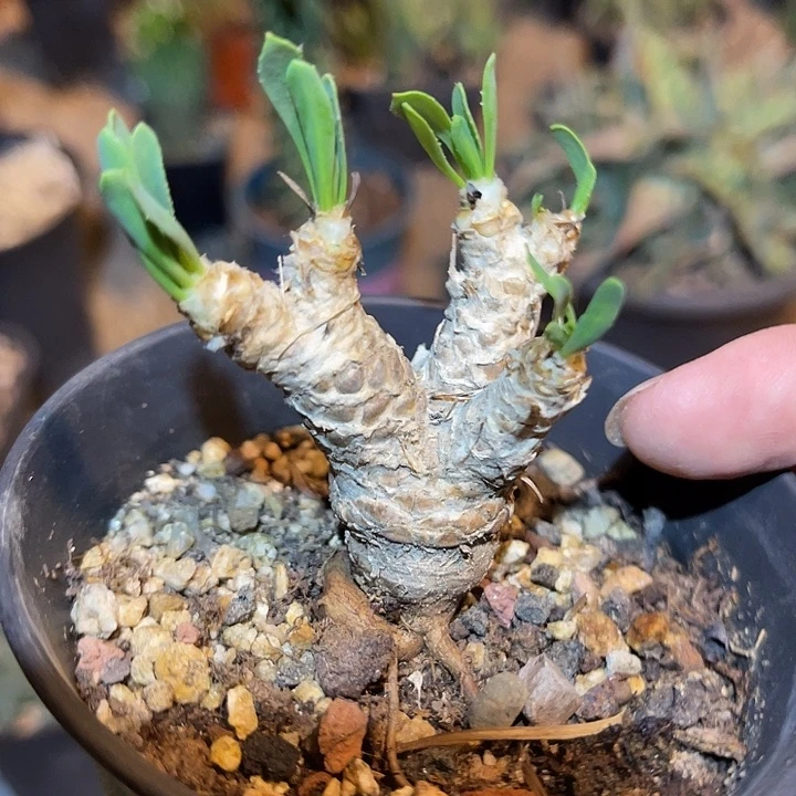 无花朵实生刨花厚敦菊