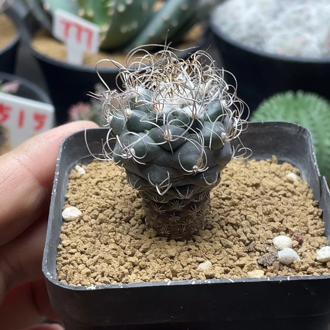 实生狂刺乌城丸娇丽