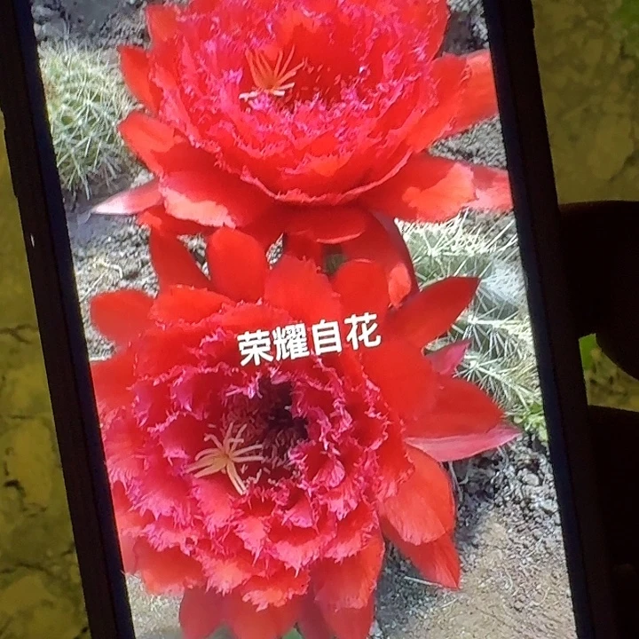 荣耀自花带根冠服8公分左右毛花柱