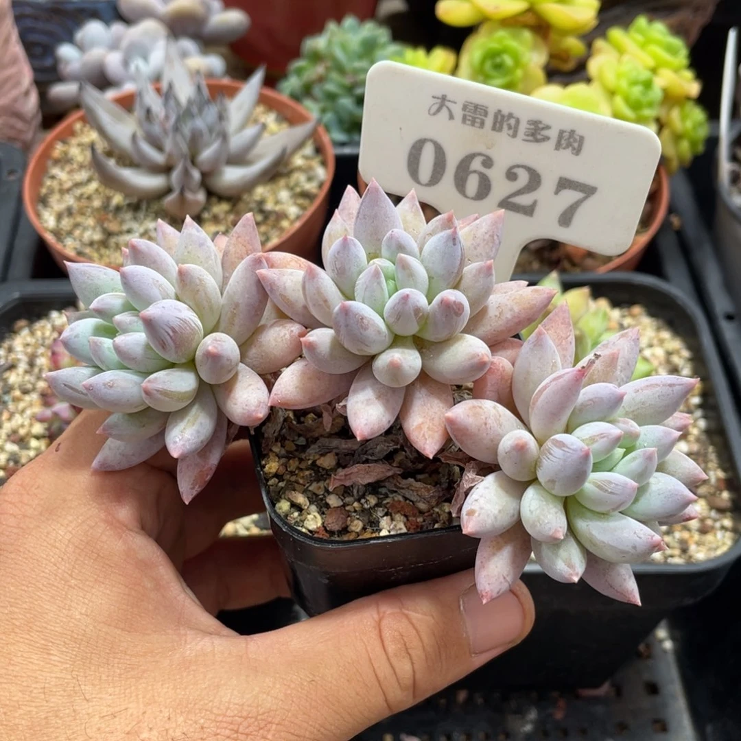 0627所罗门不带盆12厘米