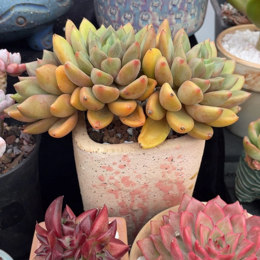 象牙多肉植物盆栽多肉13