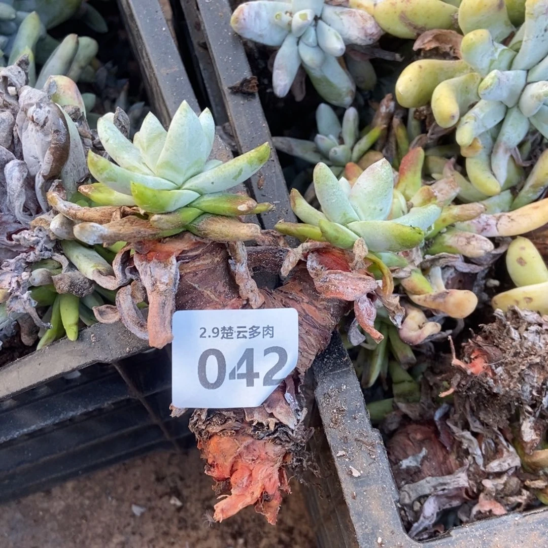 042多肉植物啦啦啦