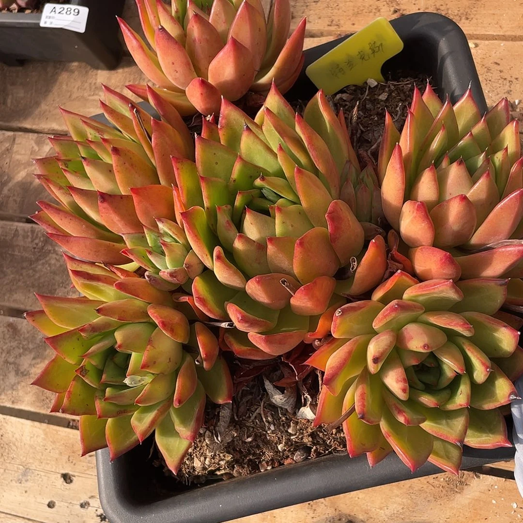 若如东云单拍A292