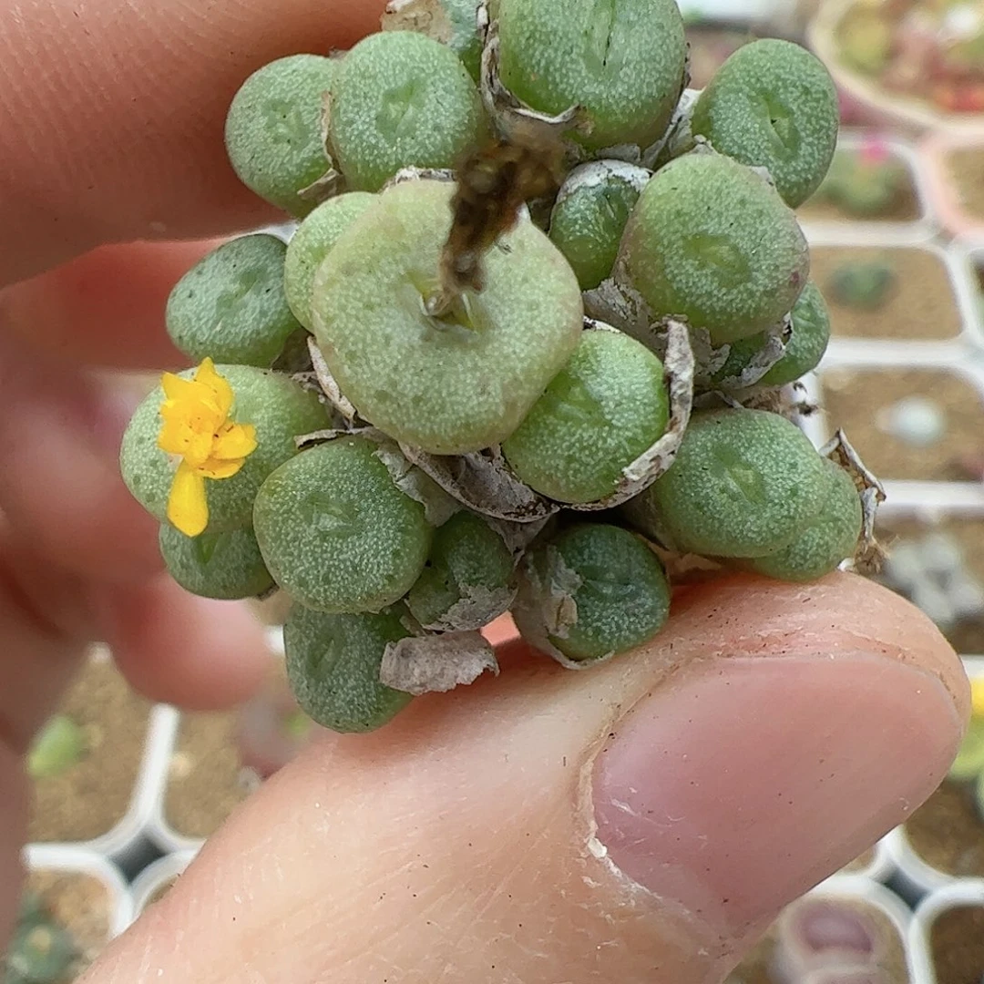 【闪购商品】192 秒