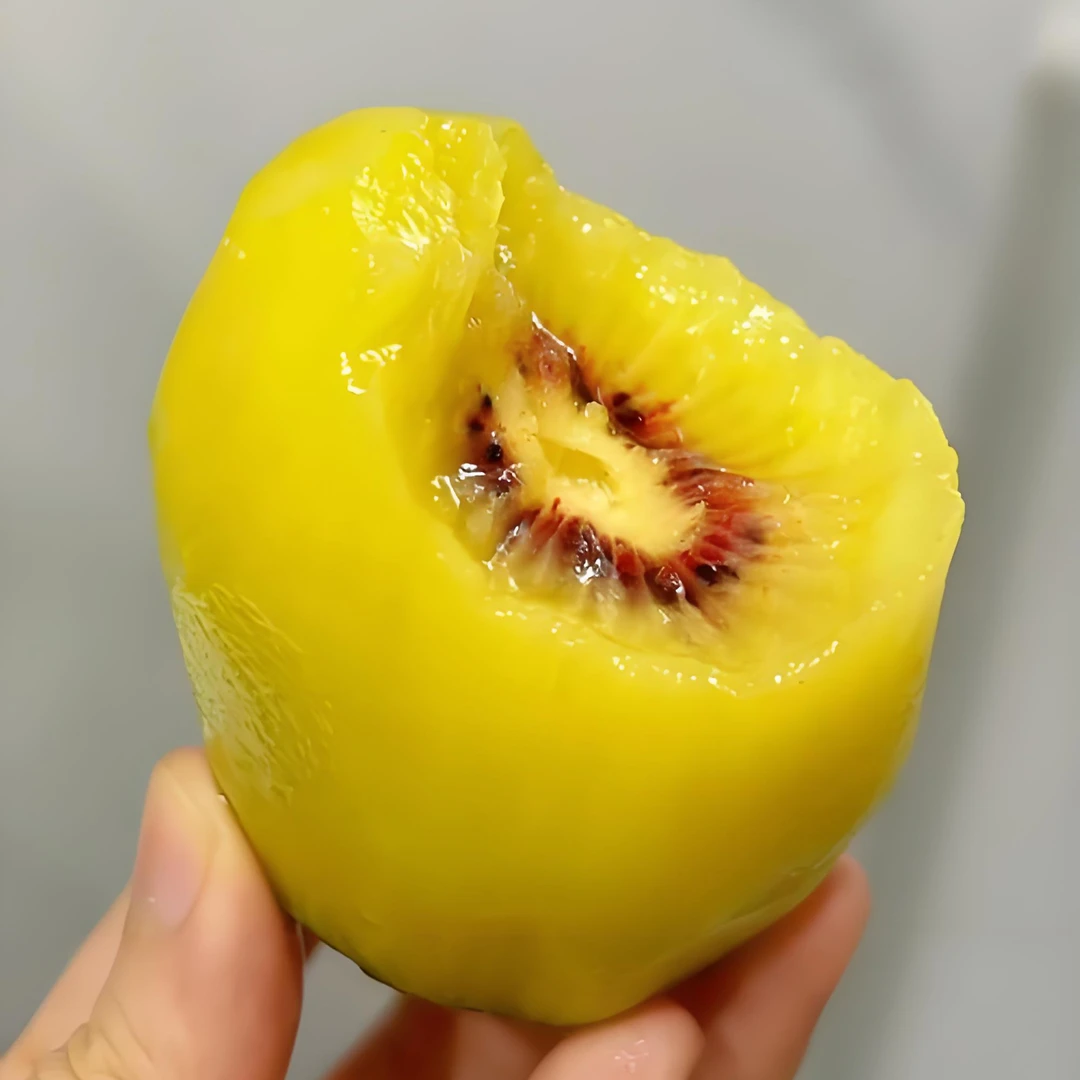 苍溪红心猕猴桃苍溪县元坝镇红心猕猴桃红阳果老人小孩孕妇都能吃