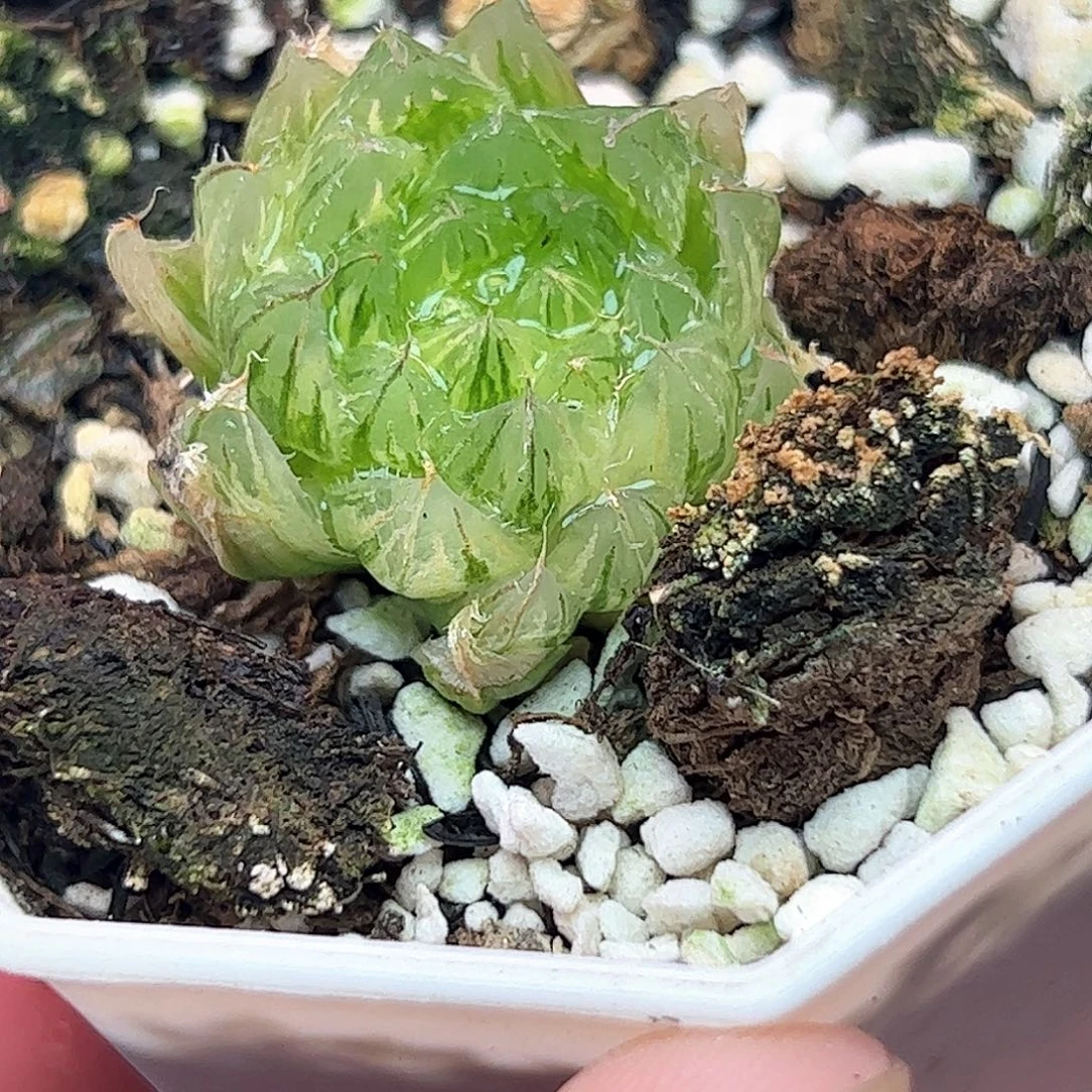 翠云锦十二卷多肉植物